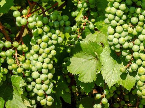 Grape photo