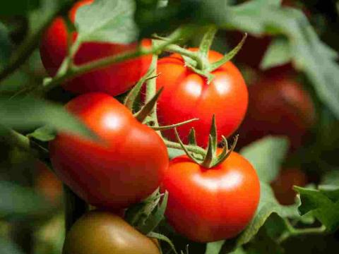 tomato