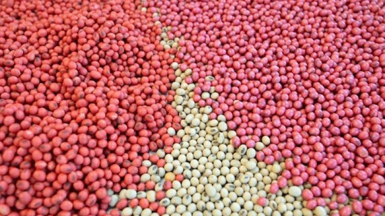 Seed Care 