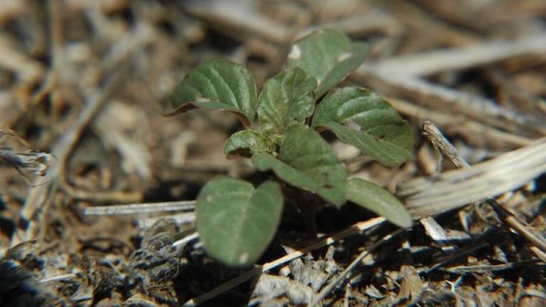 Weed Control 