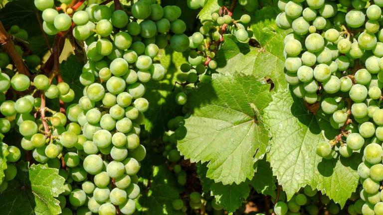 Grape photo