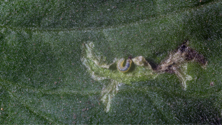 tuta tomato