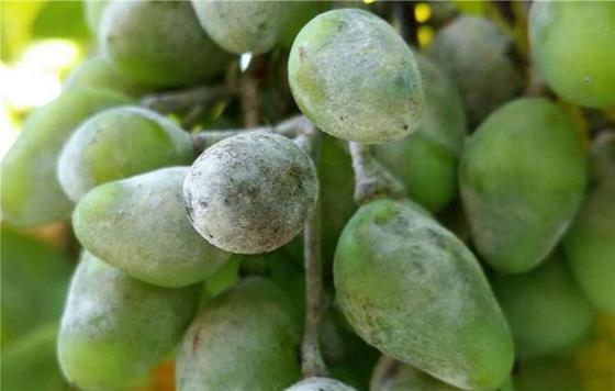 Powdery Mildew symptoms on grapes fruit