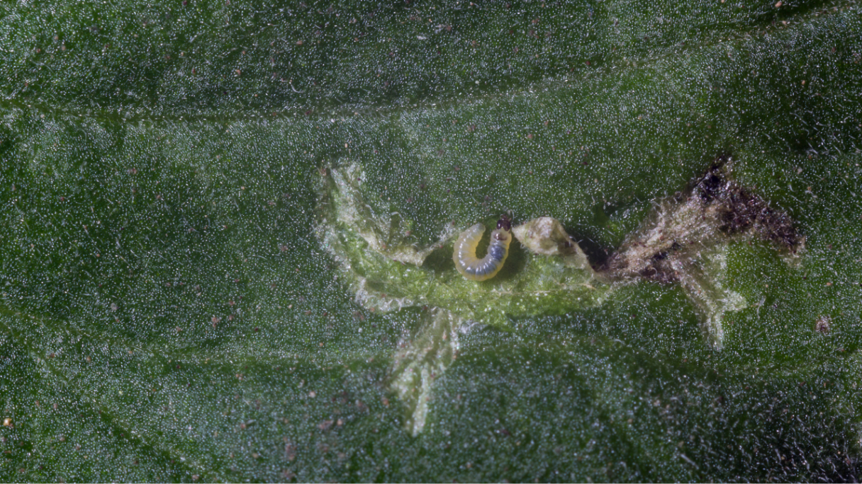 tuta tomato