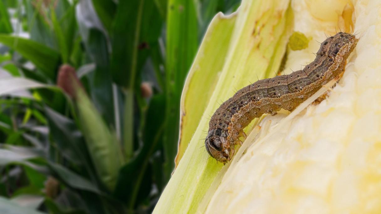 Caterpillar crawling on a corn cob with green leaves in the background