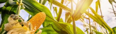 Sunlight shining through corn plants with an ear of corn in the foreground