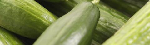 Close-up photo of fresh green cucumbers stacked together
