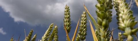 Low-angle view of wheat stalks against a cloudy sky