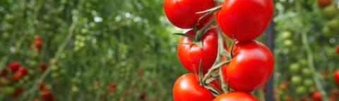 Cluster of ripe red tomatoes hanging on the vine 