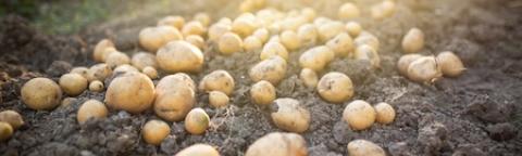 Cluster of small potatos growing on soil, lit by warm sunlight