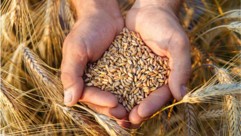 Timeline Trio Wheat Image